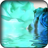 Blue roses wallpapers icon