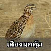 เสียงนกคุ้มอืด นกคุ้มต่อ ตัดเสียงรบกวน on 9Apps