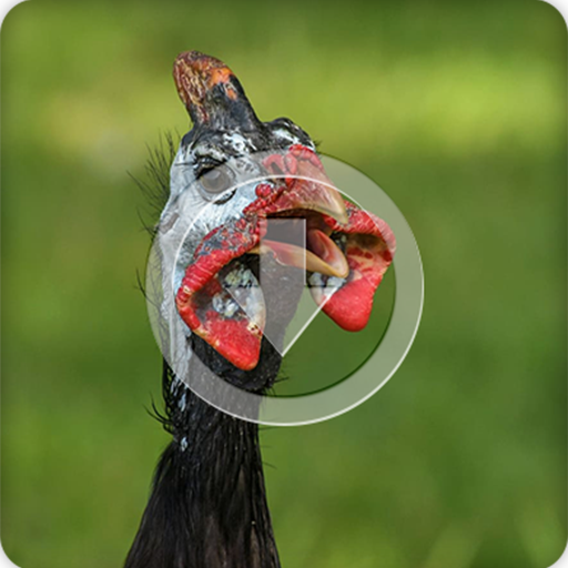 Guinea Fowl Sound Ringtone icon
