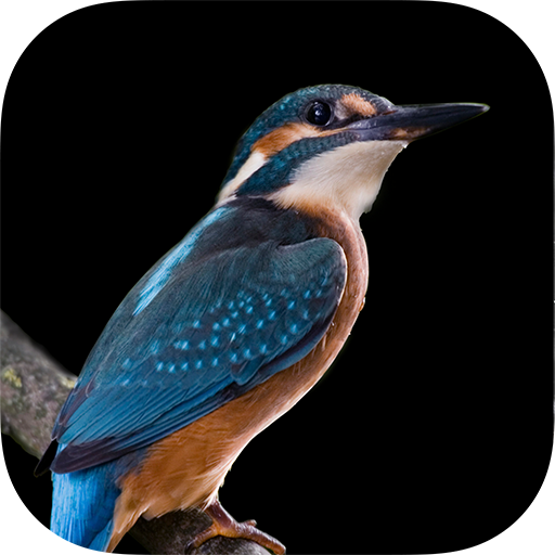 Hình nền Bphone - Bphone wallpaper أيقونة