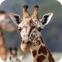 Giraffe Wallpaper on 9Apps