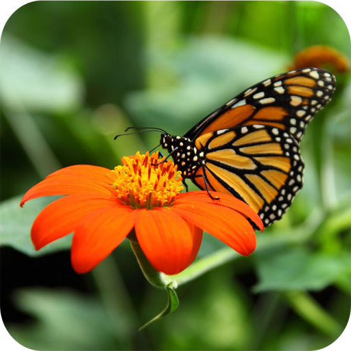 J2,J3,J5,J7 Samsung Flower Wallpapers icon