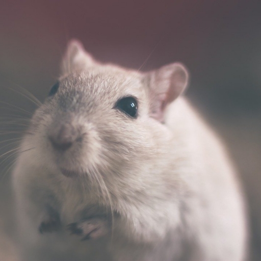 Rat sounds icon