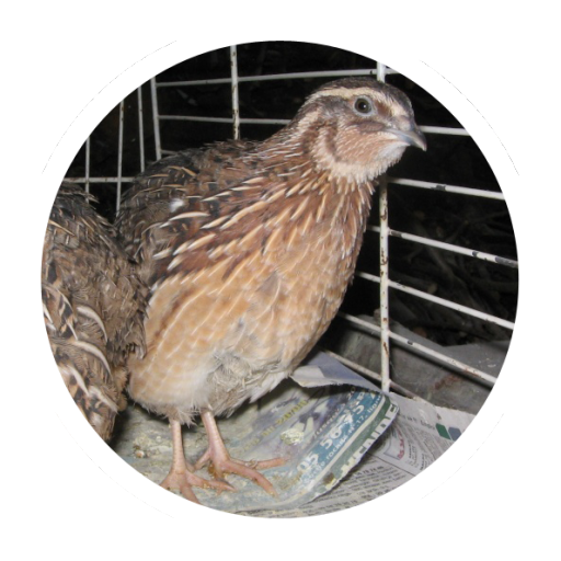 Quail breeding (Guide) icon