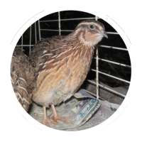 Quail breeding (Guide) on 9Apps