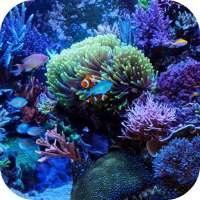 Marine Aquarium Live Wallpaper on 9Apps