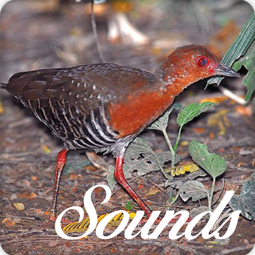 Red Legged Crake Bird Sounds and Ringtone icon