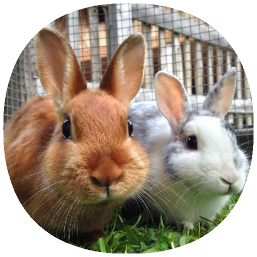 How to Take Care of a Pet Rabbit (Guide) icon