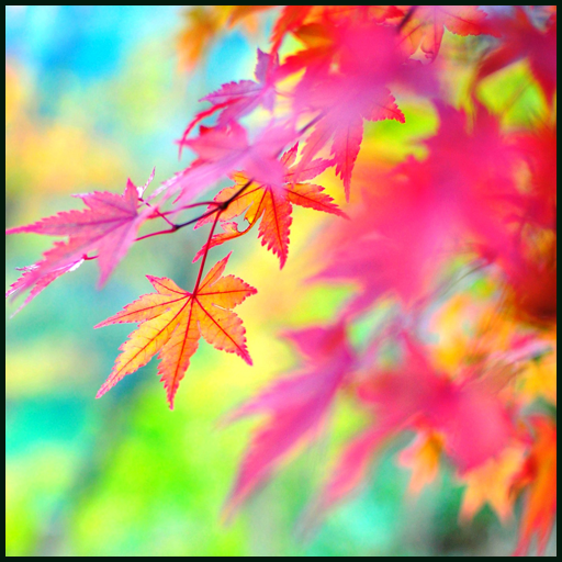 Autumn Wallpapers icon