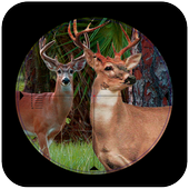 Sniper Deer Hunt:jungle hunt icon