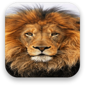 Lion Live Wallpaper icon