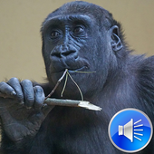 Ape Sounds Ringtones icon