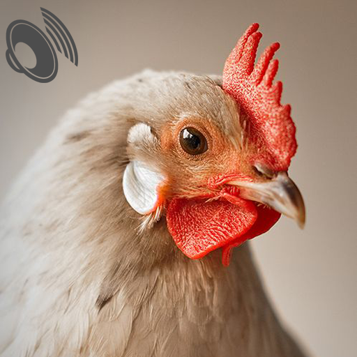 Chicken Sounds Ringtones icon