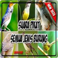 Suara Pikat Semua Jenis Burung Paling Ampuh on 9Apps