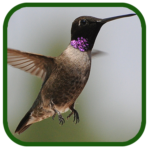 Birds Images App icon