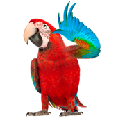 Real Talking Parrot icon