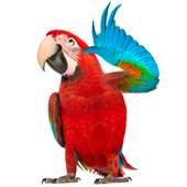 Real Talking Parrot