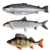 Torne River Fishing Game icon