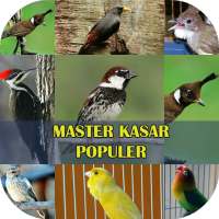 Master Burung Kasar Populer