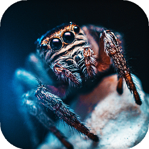 Spider Live Wallpaper : backgrounds hd icon