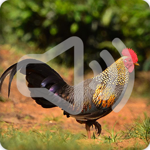 Junglefowl Sounds Ringtone icon