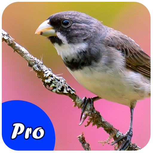 Coleiro Encarte Pro icon