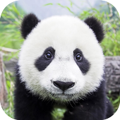 Animal Ringtones icon