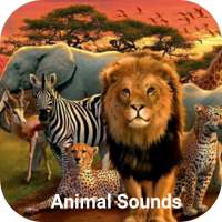 Animal Sounds