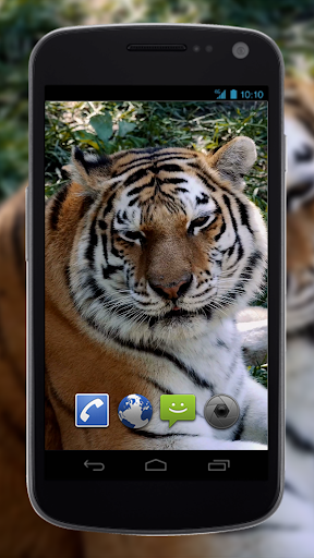 4K MightyTiger Video Live Wallpaper screenshot 4