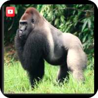 Animal documentaries on 9Apps