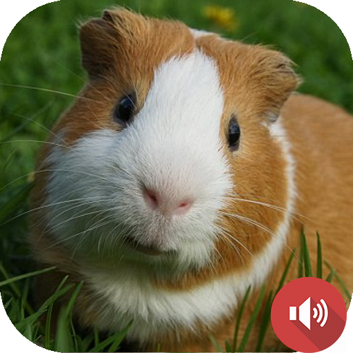 Guinea Pig Sounds icon