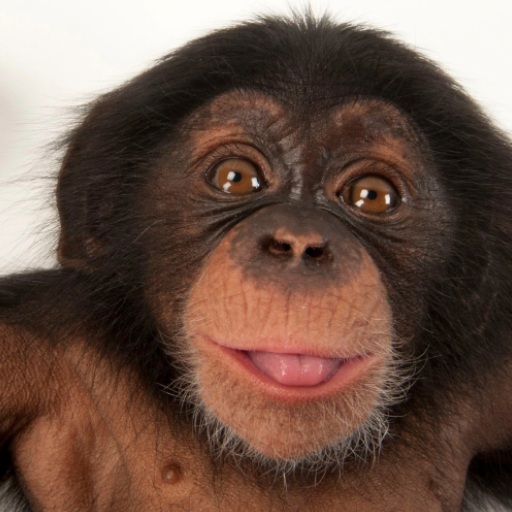 เสียงลิงชิมแปนซี icon