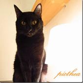 Picthea-Cat- icon