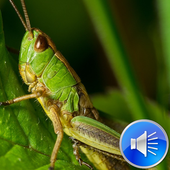 Grasshoper Sounds Ringtones icon