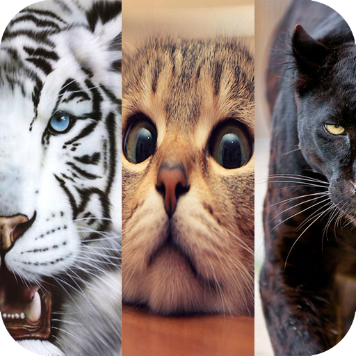 Animals Wallpaper HD Background icon