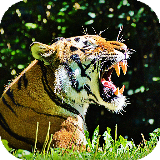 Tiger Live Wallpaper : backgrounds hd icon