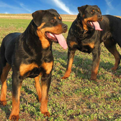 Rottweilers Dogs Jigsaw Puzzle icon