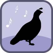 Quail Bird Sounds & Ringtones on 9Apps