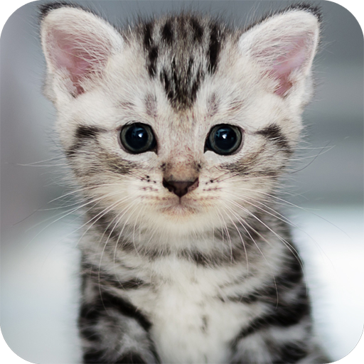 Cute Animals Wallpaper icon