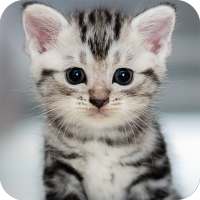 Cute Animals Wallpaper on 9Apps