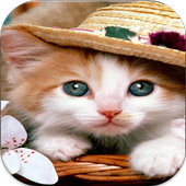 Cat Wallpaper ful HD icon