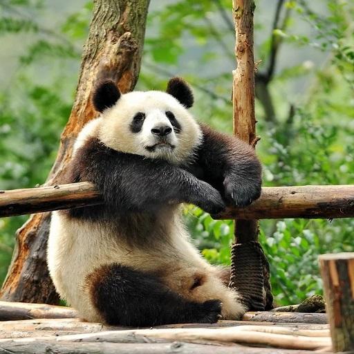 600 immagini divertenti. icon