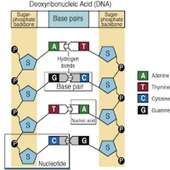 Genetic Engineering App