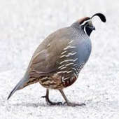 QUAIL icon