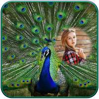 Peacock Photo Frames on 9Apps