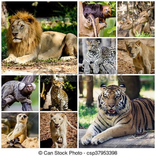 Animal Sounds And Wiki icon