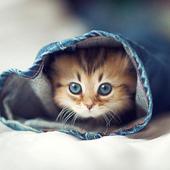 Cats Wallpapers icon