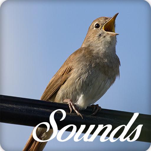Nightingale Bird Song Sounds and Ringtone icon