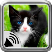 Cat Sounds Ringtones icon