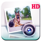 German shepherd dog wallpaper HD icon